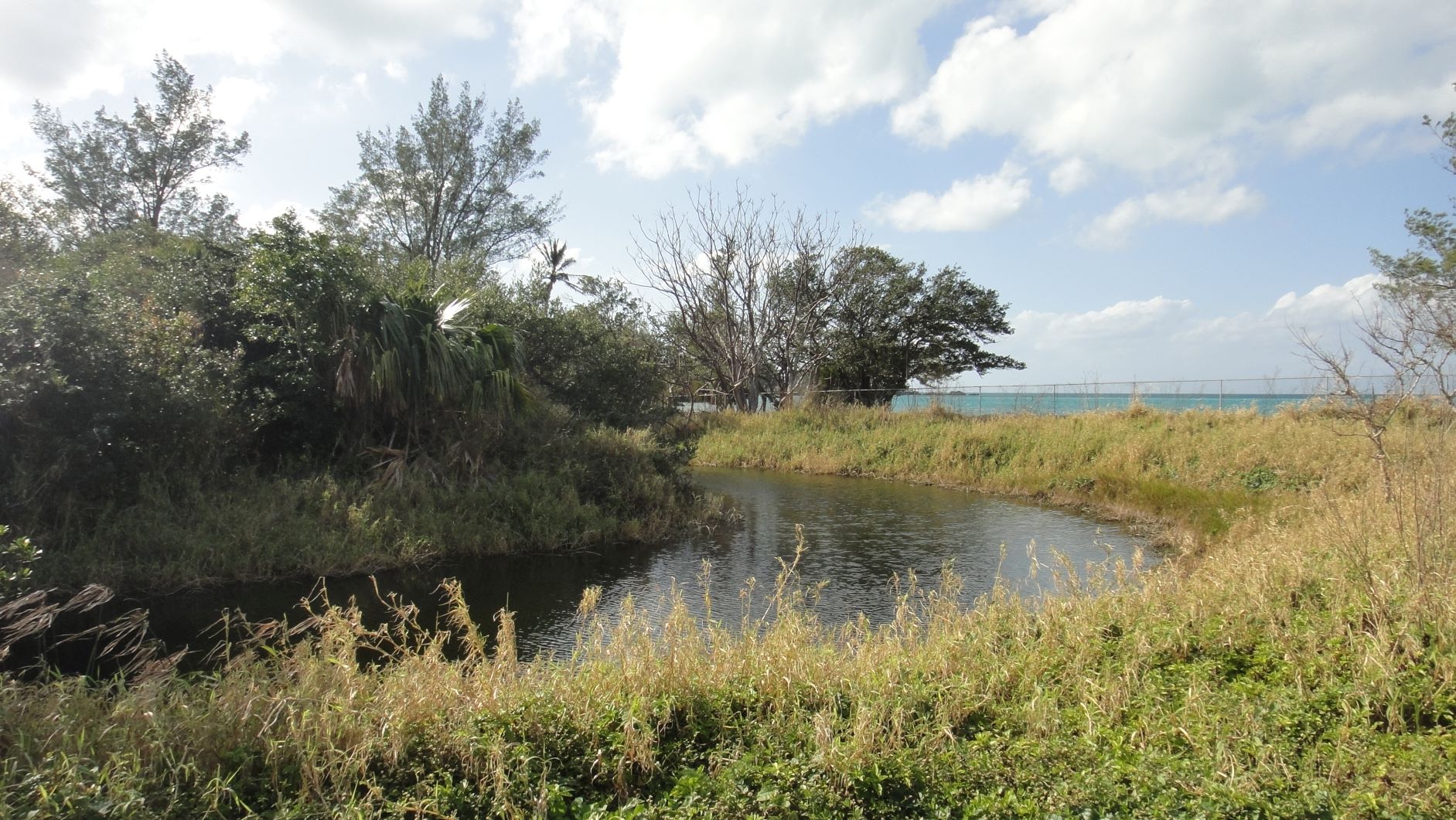 Mangrove islet, pond edge and the sea beyond at Somerset Long Bay West